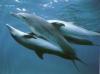 nixen bilder :: delfine