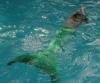 Meerjungfrauen Together :: Swim, swim, swim