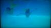 The 3 Tails :: The mermaids are swimming