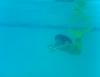 The 3 Tails Swimming :: MEERJUNGFRAU