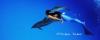 wonderful mermaids :: Flydive