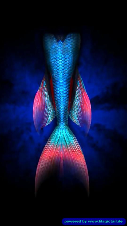 Design Contest 2014:mermaids Are real-Magictail GmbH
